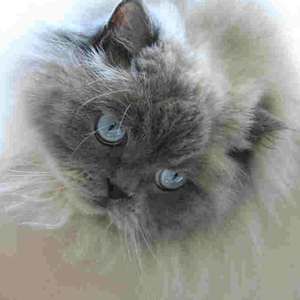 Meet your Posher, Paula